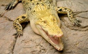 A Golden Crocodile at Shark Reef